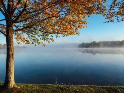 Tree and misty lake in autumn